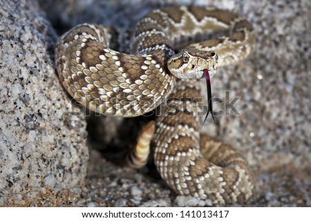 A Mojave or Mohave Rattlesnake (Crotalus scutulatus) rattles and flicks tongue in Arizona, USA.  This is the most dangerous snake in the USA. It is perhaps best known for its potent neurotoxic venom. Royalty-Free Stock Photo #141013417