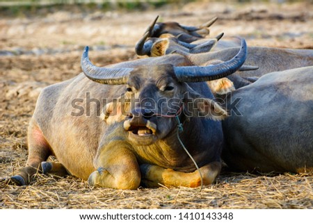 Thai Buffalo on field at morning
