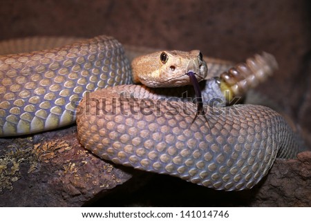 A Mojave or Mohave Rattlesnake (Crotalus scutulatus) rattles and flicks tongue in Arizona, USA.  This is the most dangerous snake in the USA. It is perhaps best known for its potent neurotoxic venom. Royalty-Free Stock Photo #141014746
