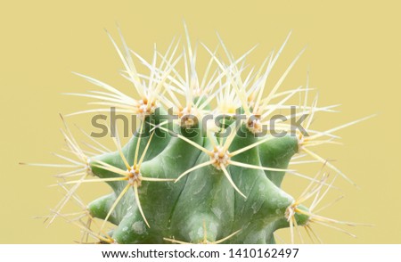 Cacti colorful fashionable mood. Trendy tropical Neon Cactus plant on Yellow Color background. Fashion Minimal Art Concept. Creative Style. 