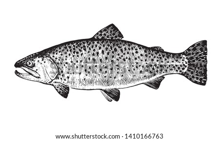 Rainbow trout, Fish collection. Healthy lifestyle, delicious food. Hand-drawn images, black and white graphics.