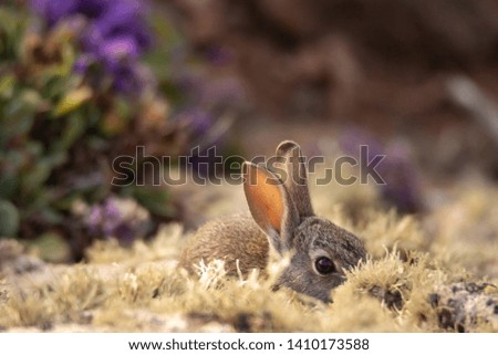 a wild little rabbit hiding from predators
