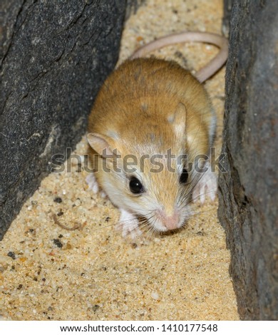 A hairy footed gerbil in the gravel plains of the Namib Desert