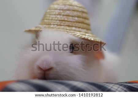 Wearing hat rabbit. The picture has blurred background.