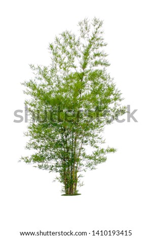 Bamboo. Isolated tree on white background. Images of high resolution bamboo tree for design or graphic work