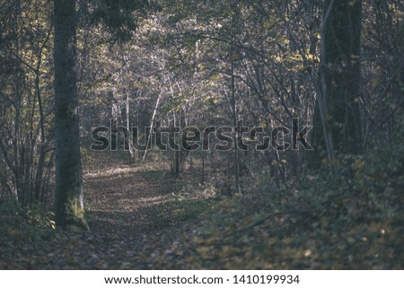 natural tourist trail in woods in late autumn with some colored leaves and bright sky - vintage old film look