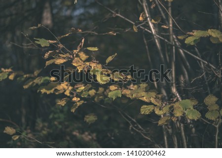 bright yellow colored birch tree leaves and branches in autumn. textured natural background - vintage old film look