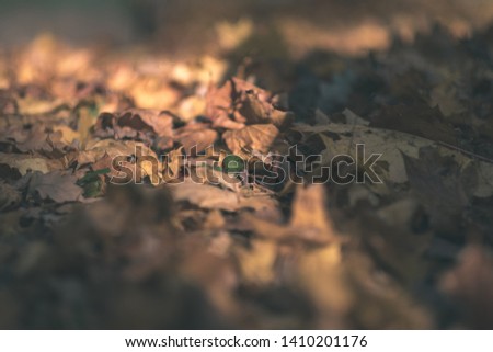 abstract background pattern of yellow autumn tree leaves. warm colors - vintage old film look