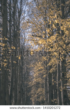 country gravel road in autumn colors with tree alley way on both sides and shadows acros gravel - vintage old film look