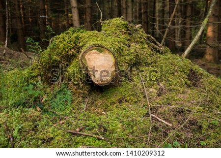 tree stump in the forest brown gray grass nature landscape morning