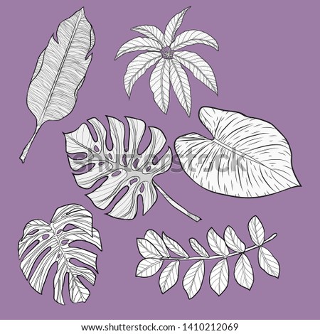 A selection of gray tropical leaves, monstera leaves and palm leaves on a purple background