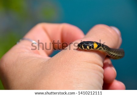
little snake on the female hand against the blue sky
