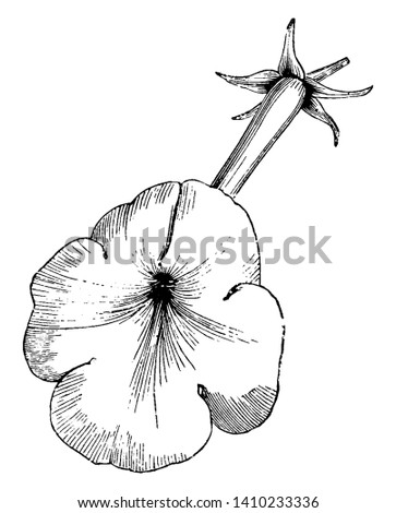 This is an image of Achimenes Longiflora Flower. The flower size is long and violet colored flower, vintage line drawing or engraving illustration.