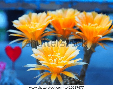 macro close up of yellow cactus flowers of Echinopsis Lobivia hybrid cactus on blur background