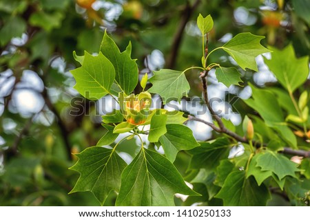 Amazing nature, flowering Tulip tree or Liriodendron in the spring garden, photography of beautiful flowers suitable for wallpaper or desktop background