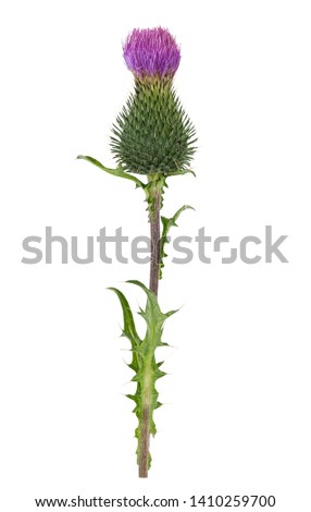 Thistle flower isolated on a white background. National flower of Scotland. 