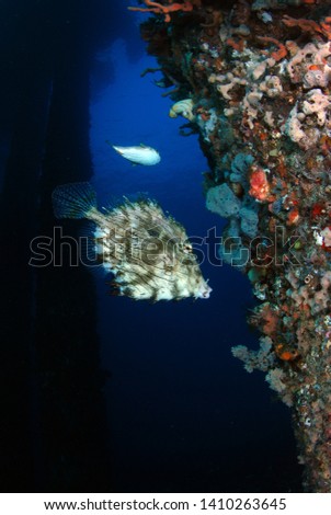 Amazing underwater world - Leafy Fileﬁsh - Chaetodermis penicilligerus. Under the jetty. Padang Bay, Bali island, Indonesia. 