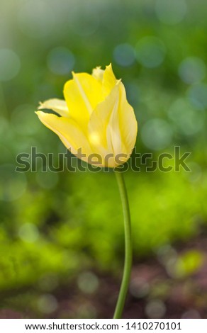 beautiful yellow Tulip on a blurred green background of nature