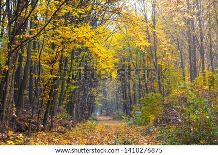 Covered with dry leaves, the road is in the autumn forest