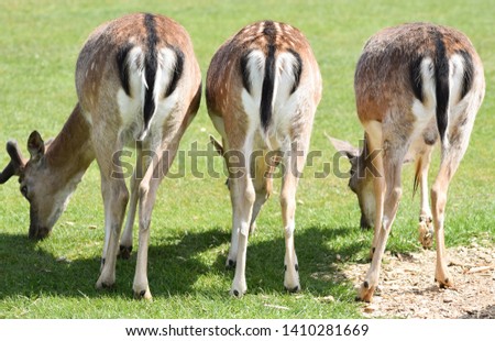 Three animal bottoms. A trio of fallow deer. Funny animal pictures