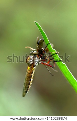 Robber Fly is looking for prey in the bush.