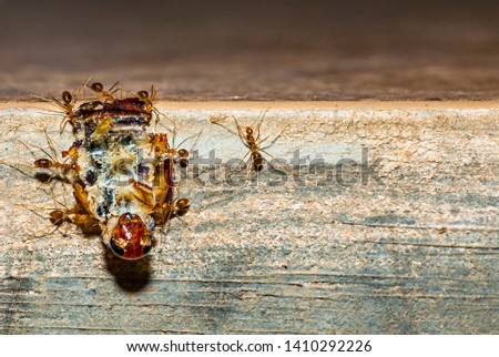 Group of ants together bring a dead body of cockroach 