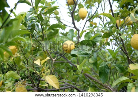 Lemons on the tree in the province of Valencia, Spain