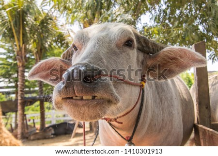 Cute buffalo in the farm 