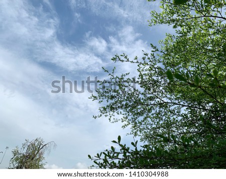 tree and blue sky with white clouds Royalty-Free Stock Photo #1410304988