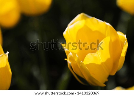 Beautiful bouquet of tulips nature background. - Image
