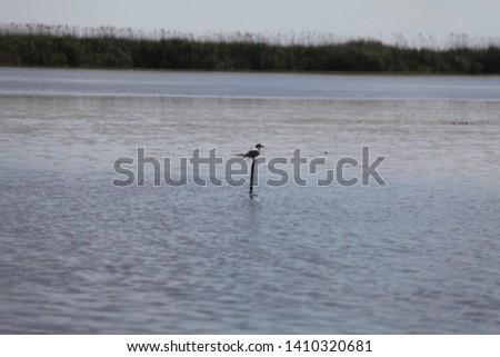 Romania Danube delta flying birds