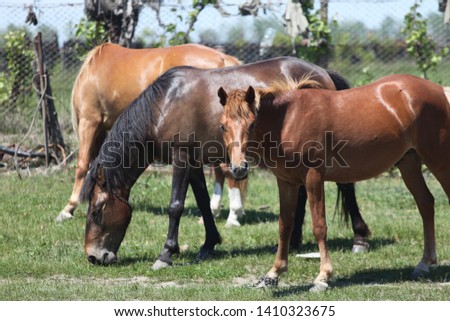 Romania danube delta horses and mustangs 