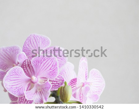 pink and white striped orchid in light gray back