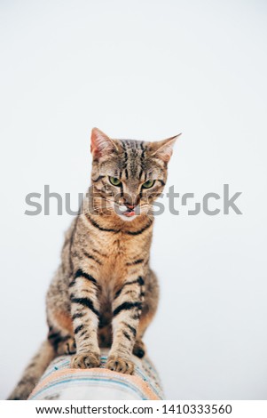 Beautiful tabby cat posing for the camera. Licking it's nose and fur and makes funny faces. 