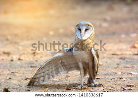 Barn owl, Common barn owl standing with the ground in the morning light