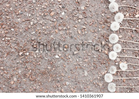 dandelion white, summer heat love warm, 
dandelions on gray background, 
board background, 
background stones, 
asphalt