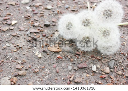 dandelion white, summer heat love warm, 
dandelions on gray background, 
board background, 
background stones, 
asphalt