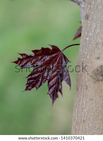 Red maple leaf on a tree