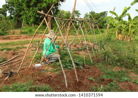 Farmers are growing vegetables in the garden, taking pictures as blurred.