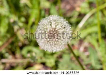 white bloom dandelion in green grass bokeh 