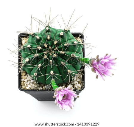 Cactus is flowering two flowers, planted in black plastic pots on a white background.