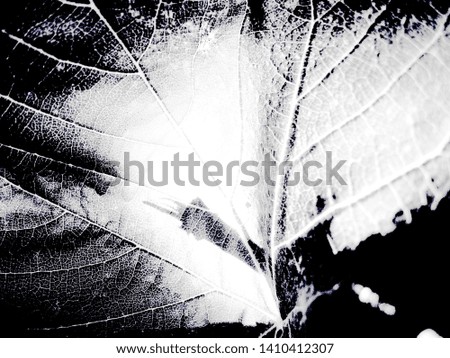 
Leaf. Illustration. Picture. Macro and close-up Light and shadow.