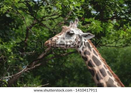 portrait of a giraffe on a background of trees. beautiful animal eating leaves