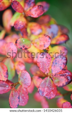 Bog bilberry (Vaccinium uliginosum) leaves in autumn colors