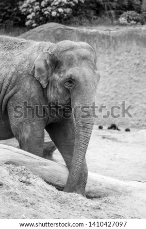 Sweet elephant portrait. Curious mammal exploring the environment. 