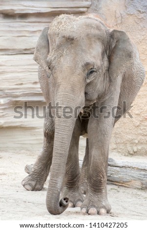 Sweet elephant portrait. Curious mammal exploring the environment. 