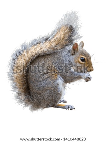 Grey squirrel, Sciurus carolinensis on a white background