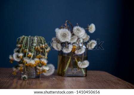 Drooping dandelions in a pharmacy glass jar on a wooden table on a black background