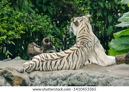 White tiger lying on the rock
White tiger There is a distinctive feature that the hair color is white.