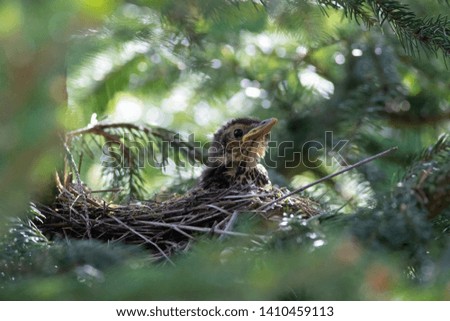 young thrush waiting in the nest, turdus philomelos